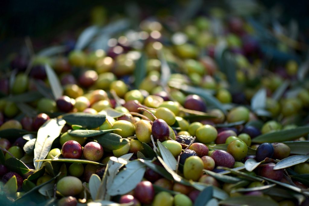 Bild geerntete Oliven