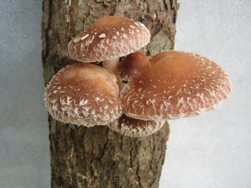 Bild Shiitake Pilze am Baum