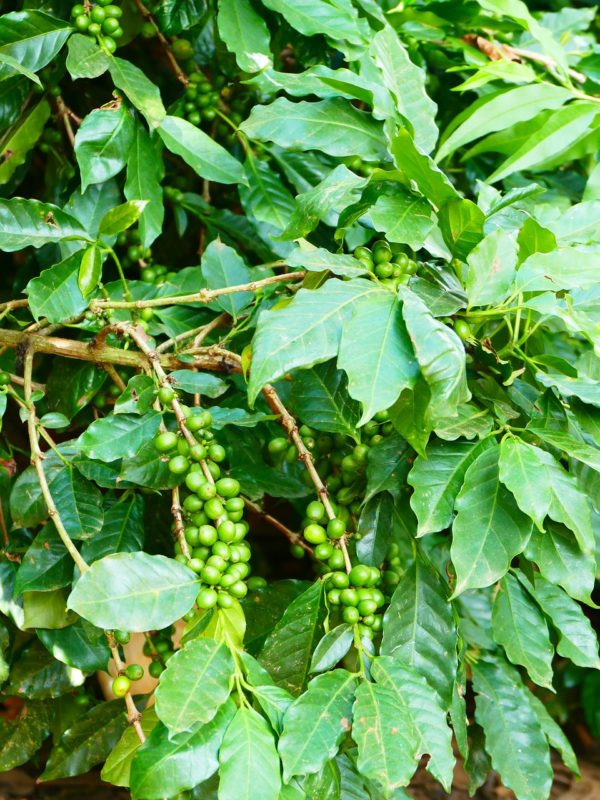 Bild Kaffee-Pflanze mit Beeren