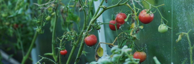 Bild Tomatenpflanzen-Haus